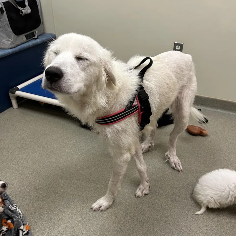 A young large-sized female Great Pyrenees dog named Olivia for adoption in Lynchburg, VA