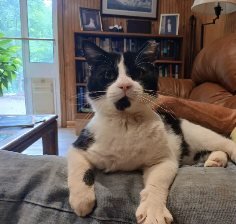 An adult medium-sized male Domestic Short Hair cat named Batman for adoption in Anderson , SC