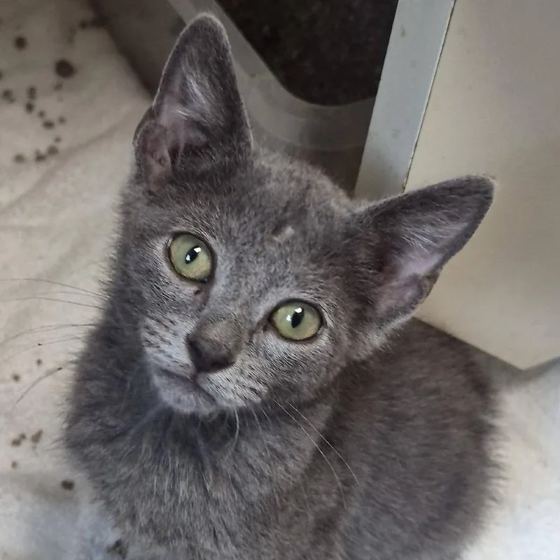 A baby small-sized male Gray / Blue / Silver Domestic Short Hair cat named Rubix Cube for adoption in Cleveland, MS