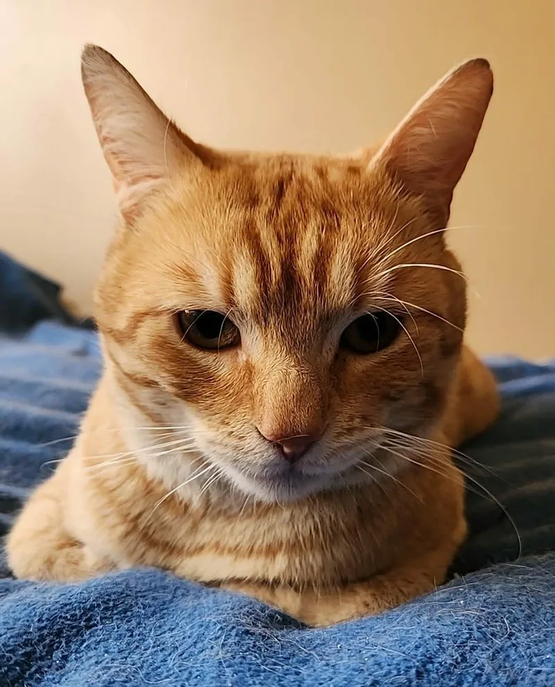 A baby medium-sized male Tabby (Orange / Red) American Shorthair cat named Sunny Bonded To Sunshine for adoption in San Jose, CA