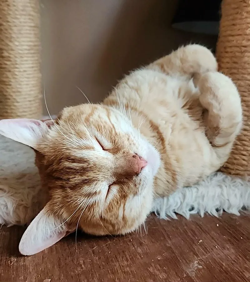 Sunny Bonded To Sunshine thumbnail 5