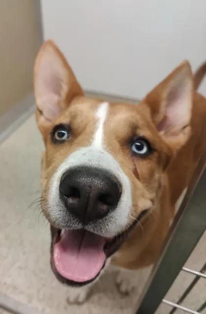 An adult medium-sized female Mixed Breed dog named Lavender for adoption in Lafayette, IN