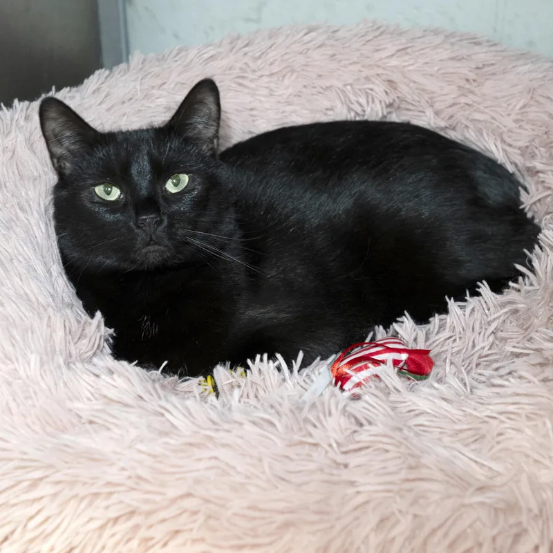 An adult medium-sized female Domestic Short Hair cat named Nori for adoption in Old Bridge, NJ