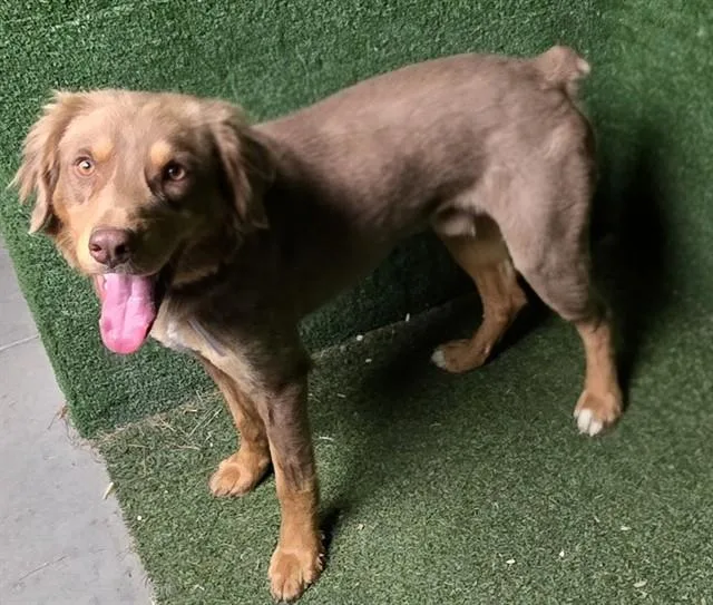 A young medium-sized male Doberman Pinscher dog named Bear for adoption in Lancaster, CA