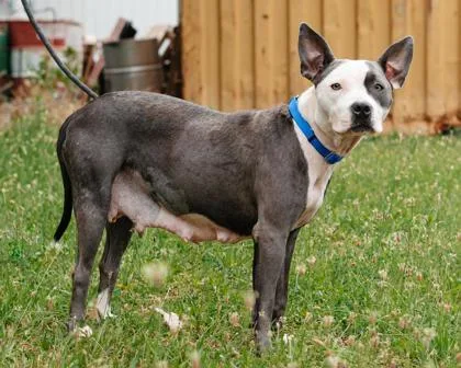 An adult medium-sized female Mixed Breed dog named Sunnie for adoption in West Chester, PA