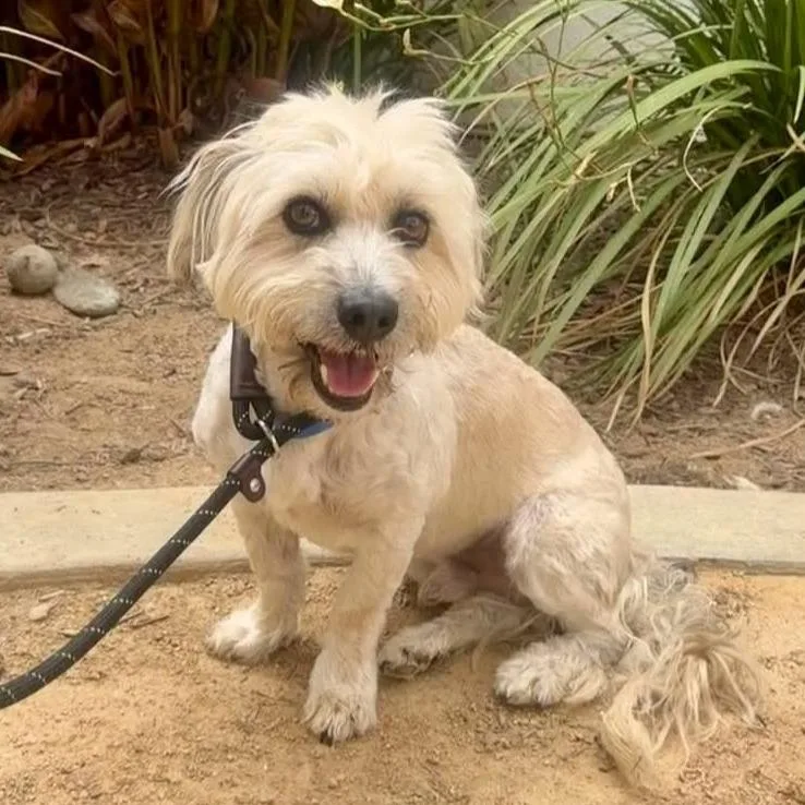 An adult small-sized male White / Cream Maltese dog named Hal for adoption in San Jacinto, CA