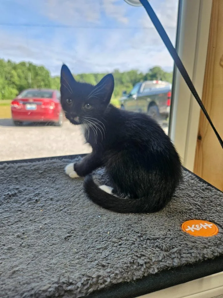 A baby medium-sized male Domestic Short Hair cat named Walnut for adoption in Morgantown, KY