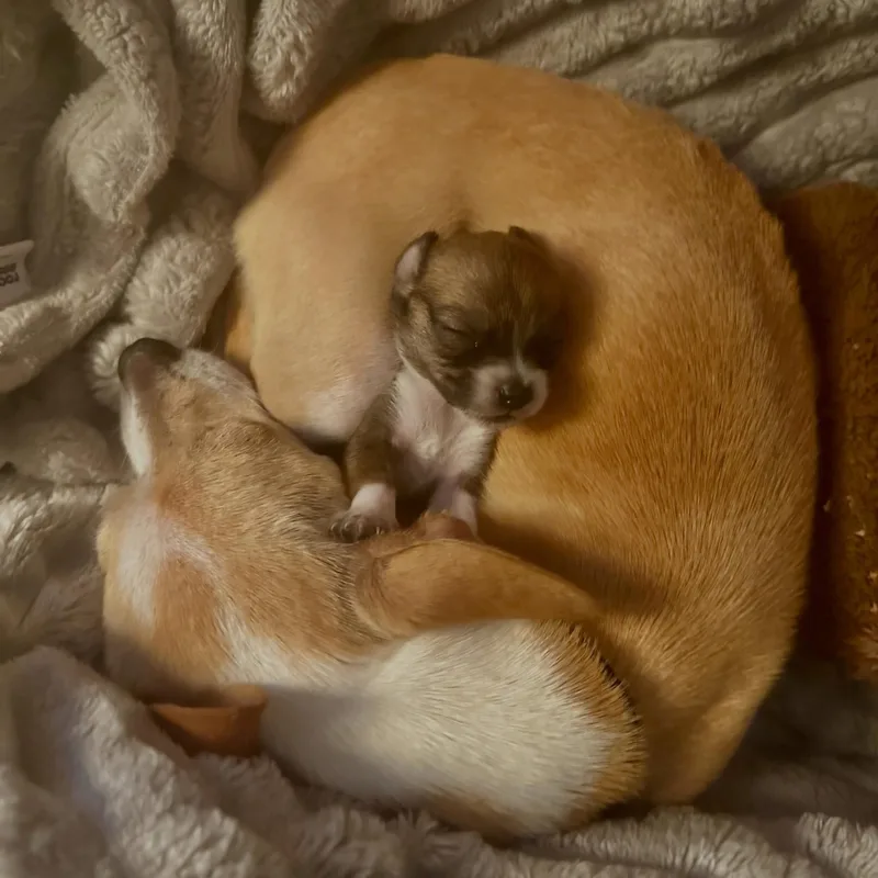 A baby small-sized female Chihuahua dog named Eve for adoption in Lafayette, CA