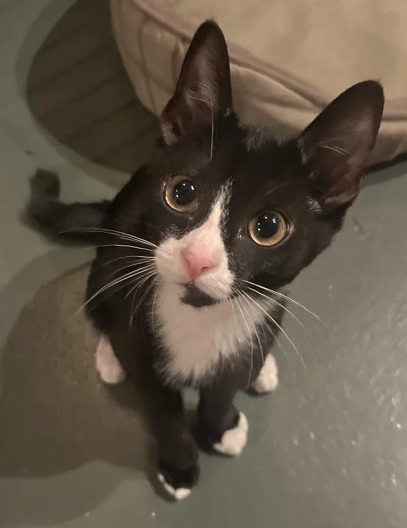 A baby medium-sized male Black & White / Tuxedo Tuxedo cat named Linus for adoption in Springfield, OR