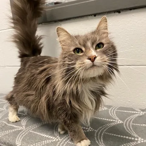 An adult medium-sized female Gray / Blue / Silver Domestic Long Hair cat named Miiku for adoption in Dayton, OH