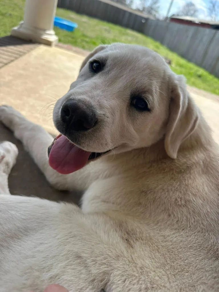 A baby large-sized female Mixed Breed dog named Thea for adoption in Fond Du Lac, WI
