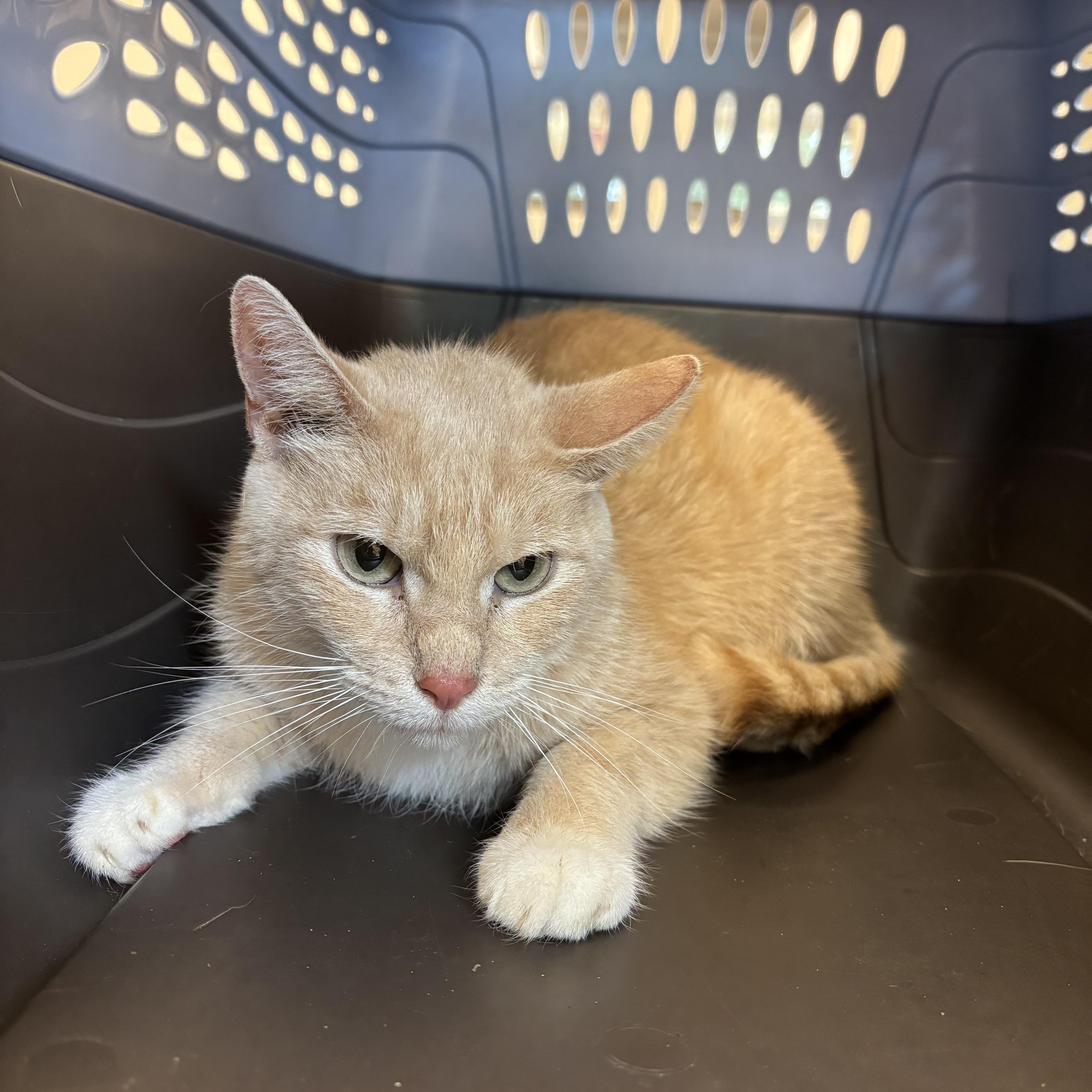 An adult medium-sized female Buff & White Domestic Short Hair cat named Logan for adoption in Evanston, IL