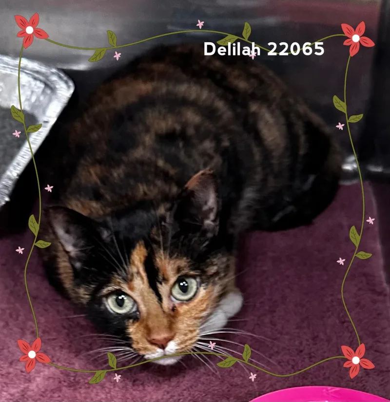 An adult medium-sized female Tortoiseshell Domestic Short Hair cat named Delilah for adoption in Marietta, GA