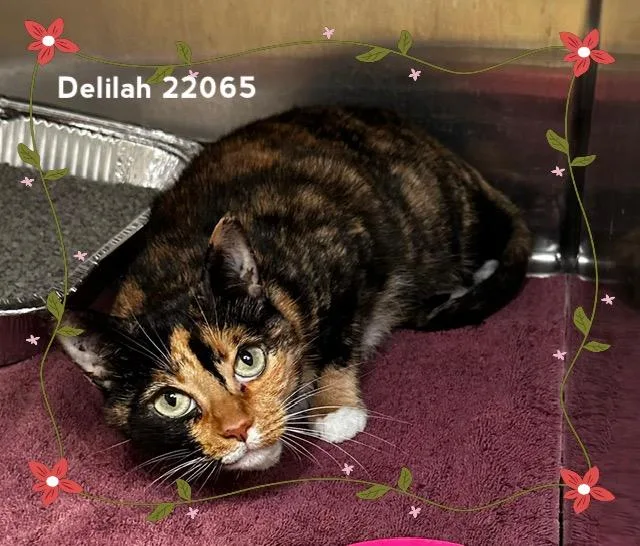 Delilah thumbnail 2