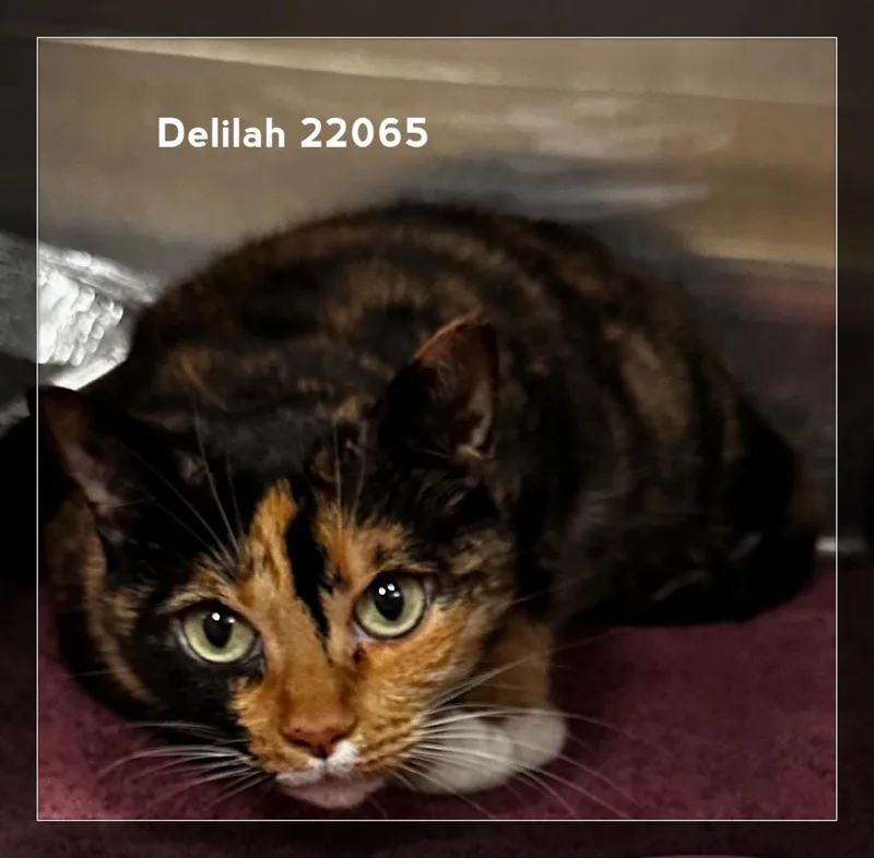 Delilah thumbnail 3