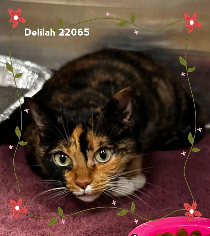 Delilah thumbnail 4