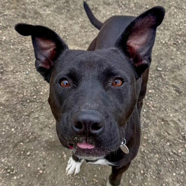 An adult medium-sized female Staffordshire Bull Terrier dog named Nova for adoption in Golden, CO