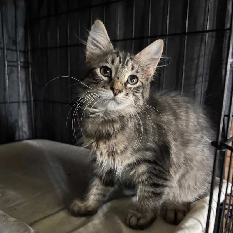 A baby small-sized female Black Domestic Medium Hair cat named Kimberly for adoption in Fredericksburg, TX