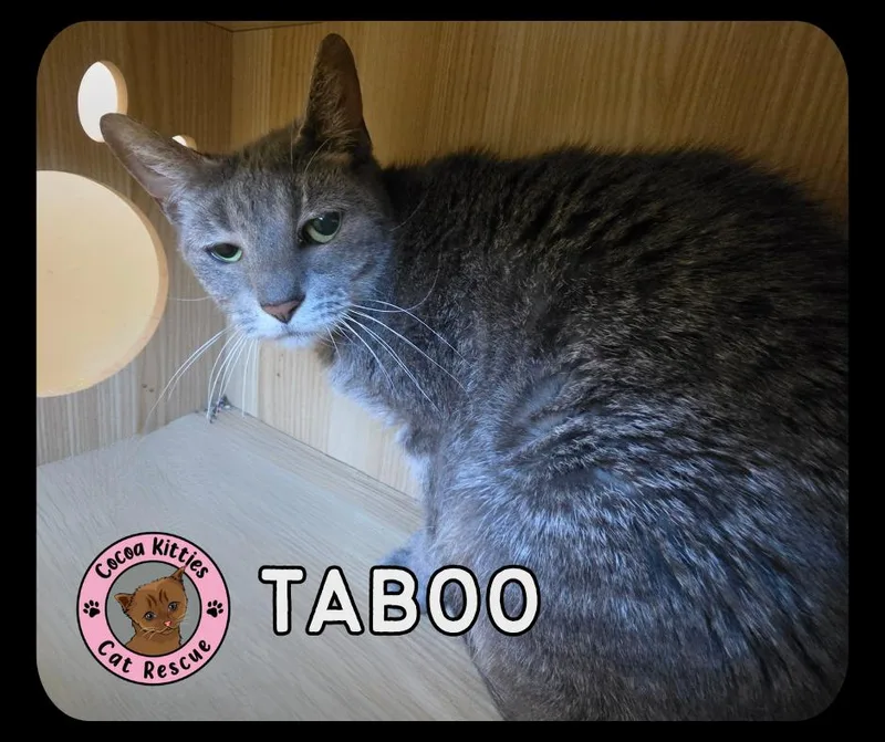 An adult medium-sized female Domestic Short Hair cat named Taboo for adoption in Hershey, PA
