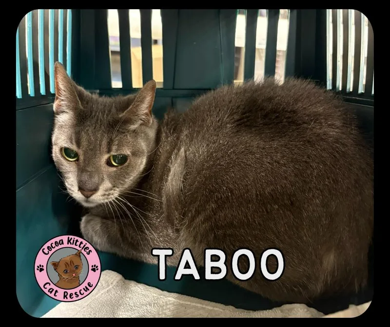 Taboo thumbnail 2