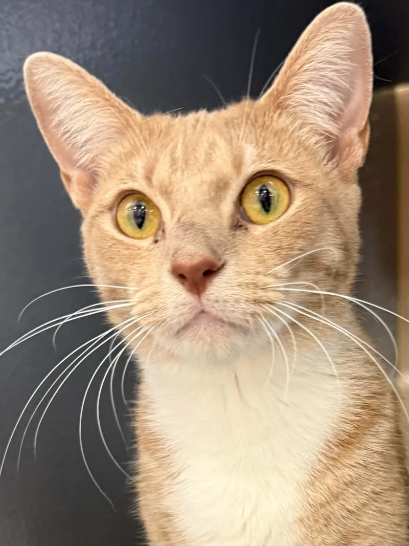 An adult large-sized male Buff & White Domestic Short Hair cat named Milo for adoption in Stockbridge, GA