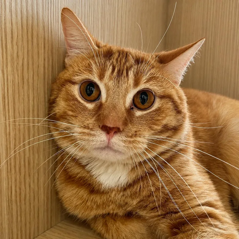 An adult medium-sized male Orange / Red Domestic Short Hair cat named Cream Soda for adoption in Pontiac, MI