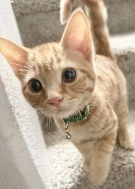 A baby medium-sized male Tabby (Orange / Red) Domestic Short Hair cat named Fanta for adoption in North Highlands, CA