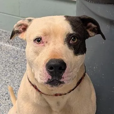 An adult medium-sized male White / Cream American Staffordshire Terrier dog named Spot for adoption in Greenville, SC