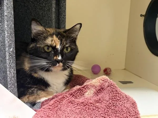 A senior extra large-sized female Domestic Short Hair cat named Callie for adoption in San Diego, CA