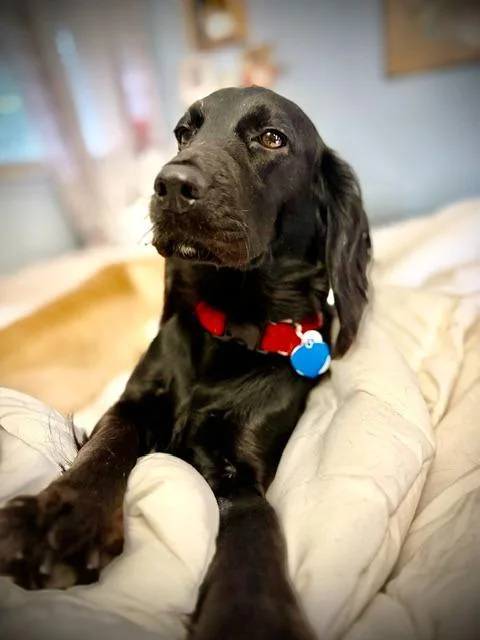 A young small-sized female Cocker Spaniel dog named Bella Blueberry for adoption in Austin, TX