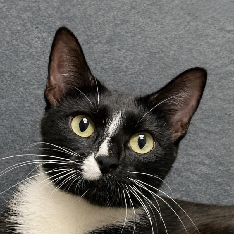 A young medium-sized female Domestic Short Hair cat named Snowcap for adoption in Brenham, TX