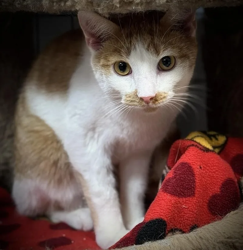 A young medium-sized male Orange & White Domestic Short Hair cat named Heath Cliff for adoption in Richmond, IN