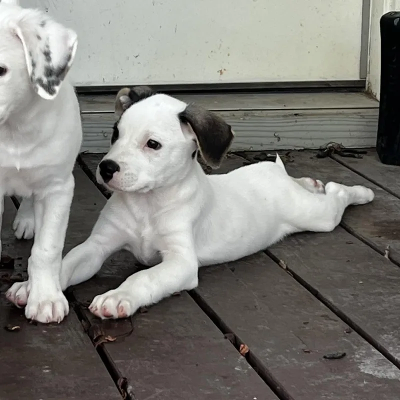 A baby large-sized male White / Cream German Shorthaired Pointer dog named Topher for adoption in San Antonio, TX