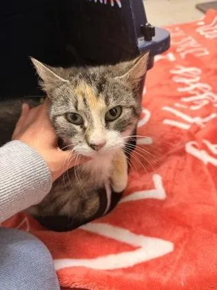 An adult small-sized female Domestic Short Hair cat named Vyra for adoption in West Chester, PA