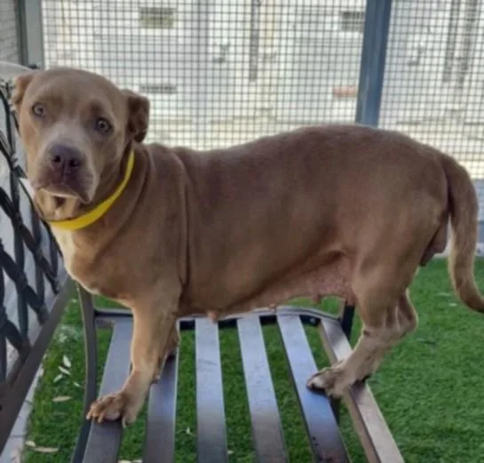 An adult medium-sized female Mixed Breed dog named Tiny for adoption in Los Angeles, CA