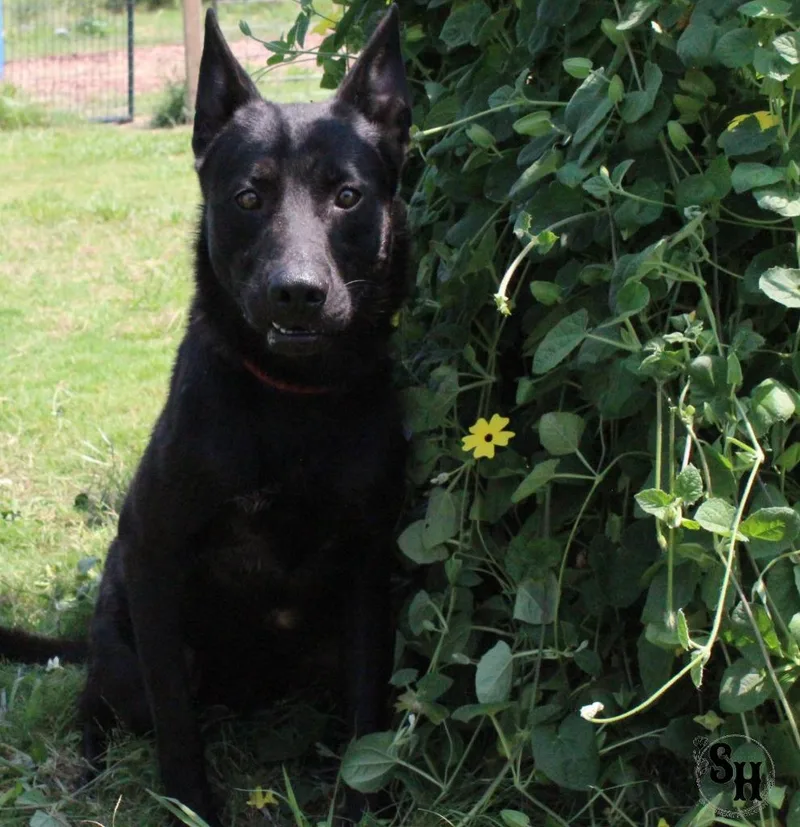 Midnight thumbnail 4