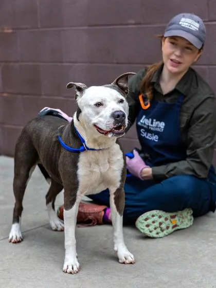 An adult large-sized female Mixed Breed dog named Baroness for adoption in Chamblee, GA