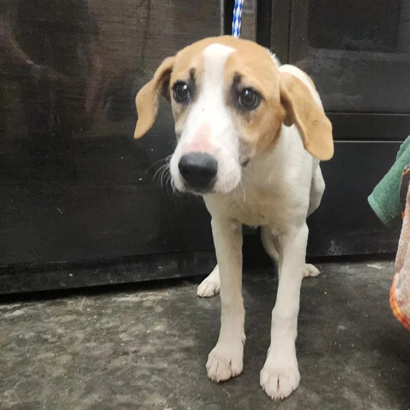 A young small-sized female White / Cream Mixed Breed dog named Persephone for adoption in Evensville, TN