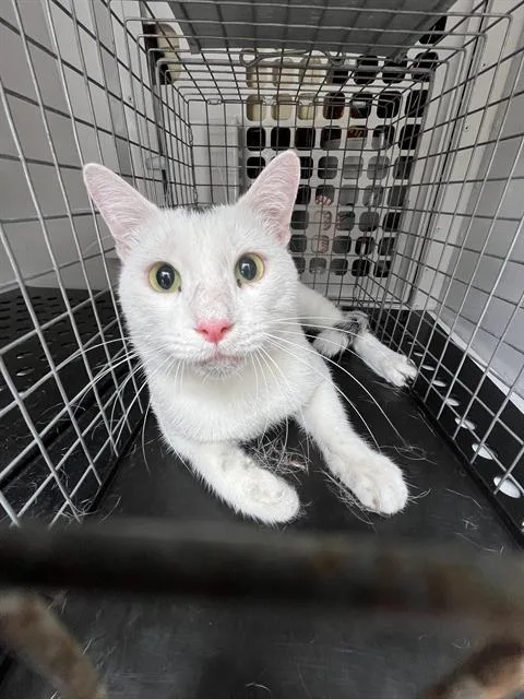 An adult small-sized male Domestic Short Hair cat named Beluga for adoption in Palmetto, FL