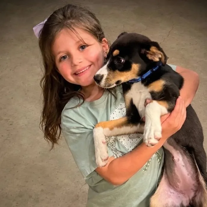 A baby medium-sized female Mixed Breed dog named Rosie for adoption in Danville, VT