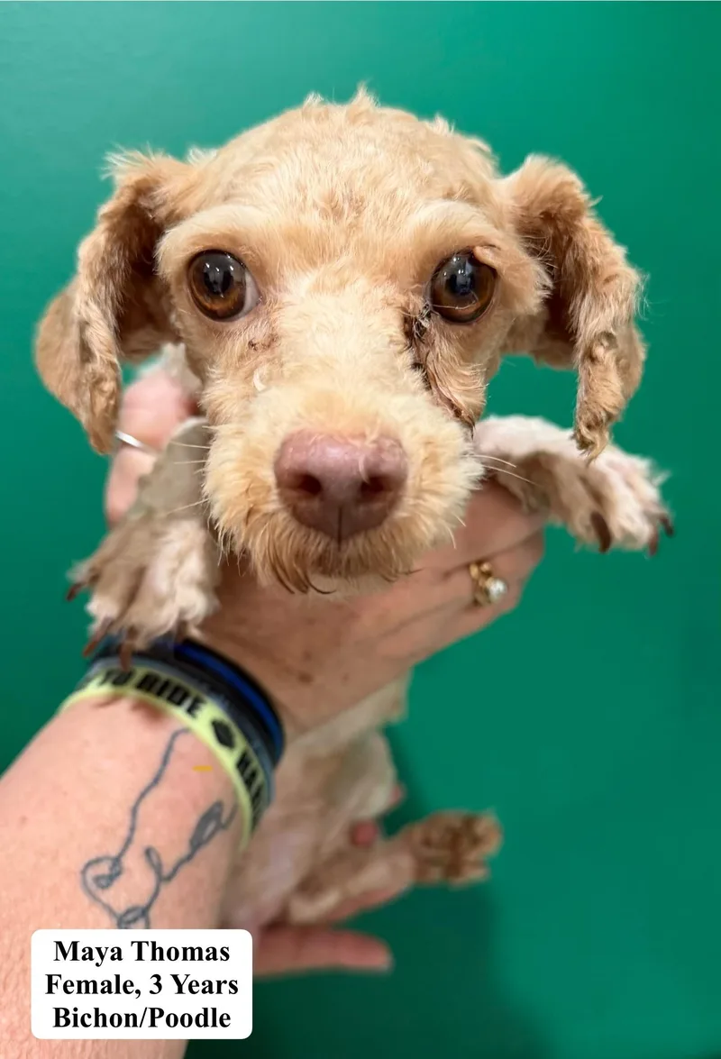 An adult small-sized female Bichon Frise dog named Maya Thomas for adoption in Blue Springs, MO