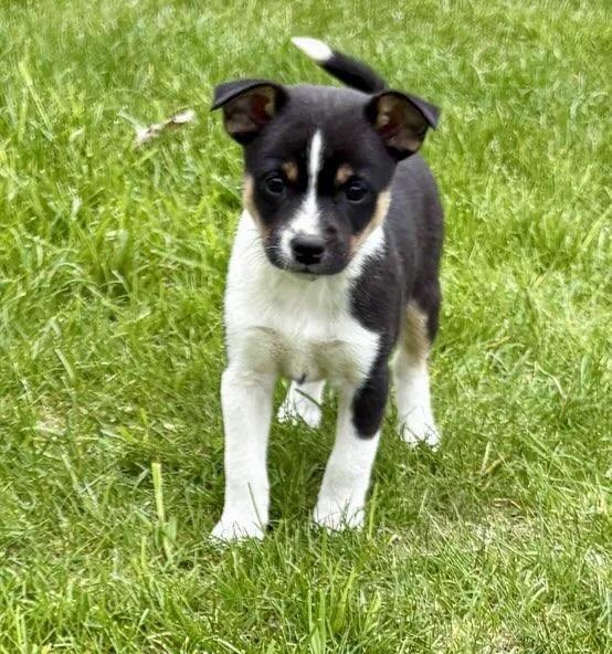Bailey thumbnail 3
