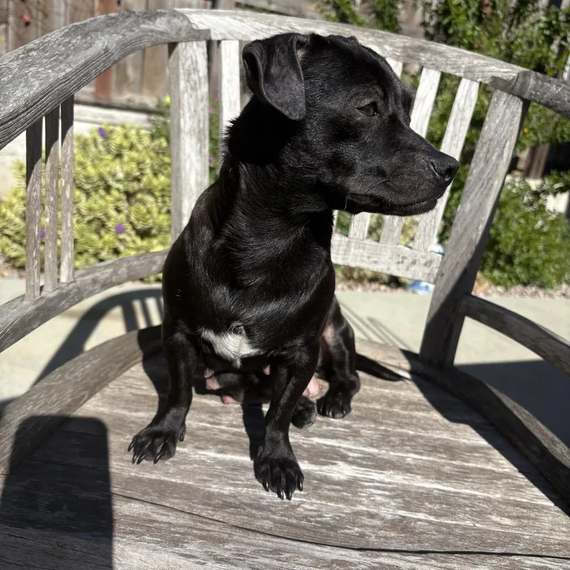 Raven  Costa Mesa thumbnail 2