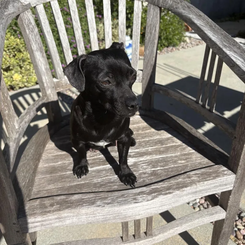 Raven  Costa Mesa thumbnail 3