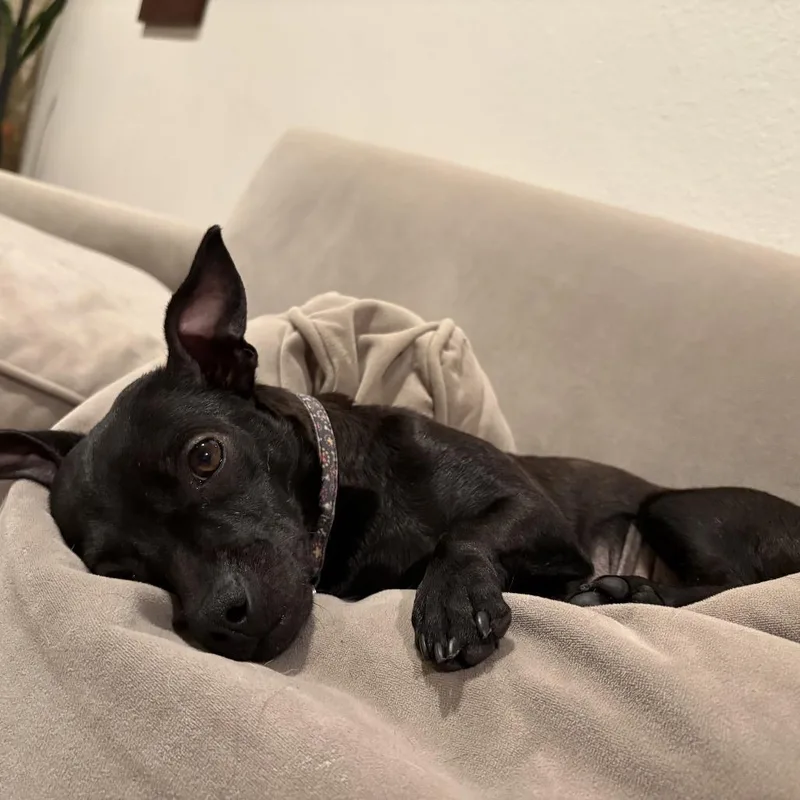 Raven  Costa Mesa thumbnail 5