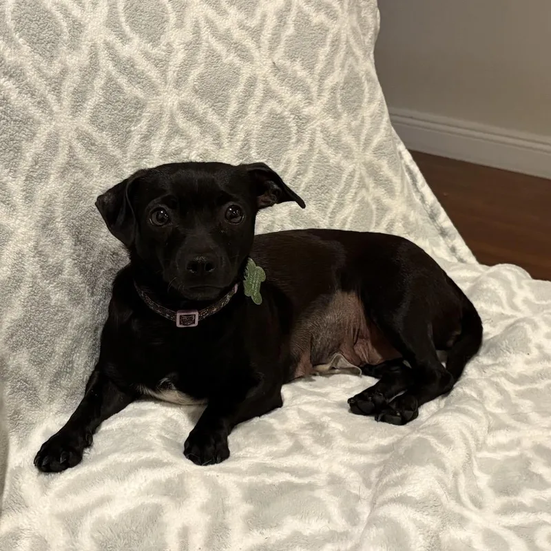 Raven  Costa Mesa thumbnail 6