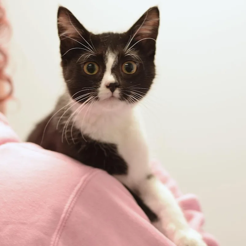 A baby small-sized female Black Domestic Short Hair cat named Jazmynn for adoption in Belleville, IL