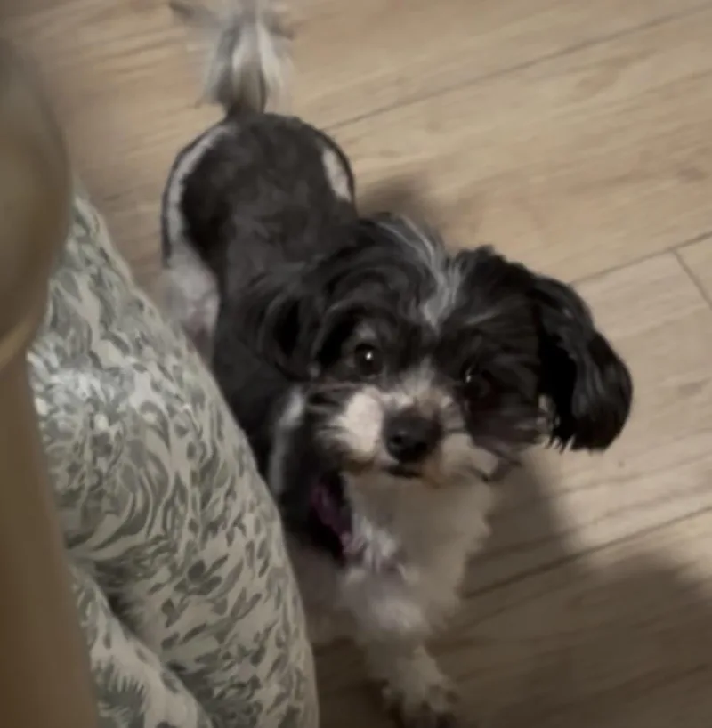 A young small-sized female Black Maltipoo dog named Sarah for adoption in Union Grove, WI