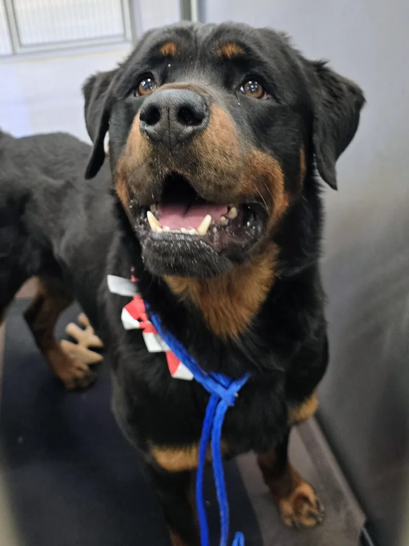 An adult large-sized male Black Rottweiler dog named 26-212 for adoption in Amityville, NY