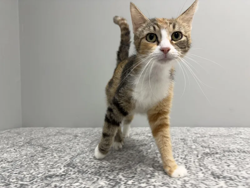 An adult medium-sized female Calico Domestic Short Hair cat named BonBon for adoption in Frankfort, IN